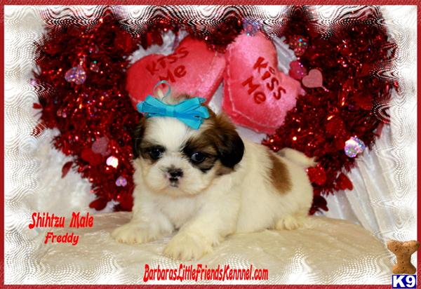 Shih Tzu Puppies